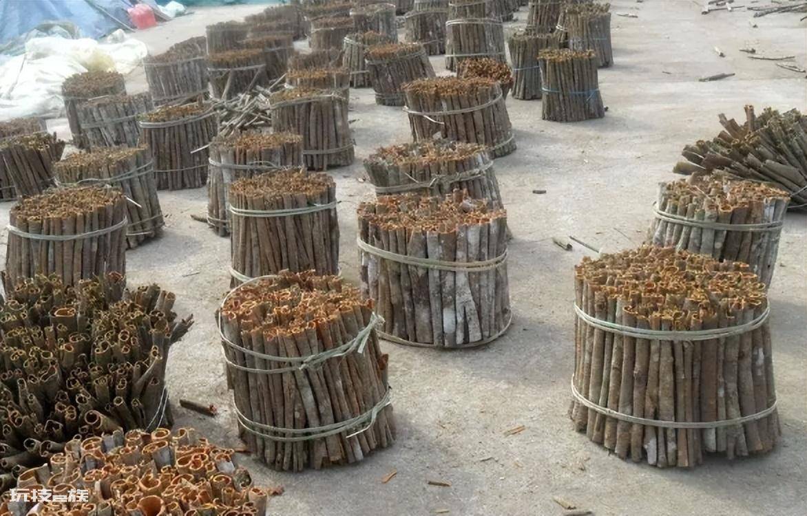桂皮是什么树的皮(桂皮在剥皮后树还能长皮吗)-图片6